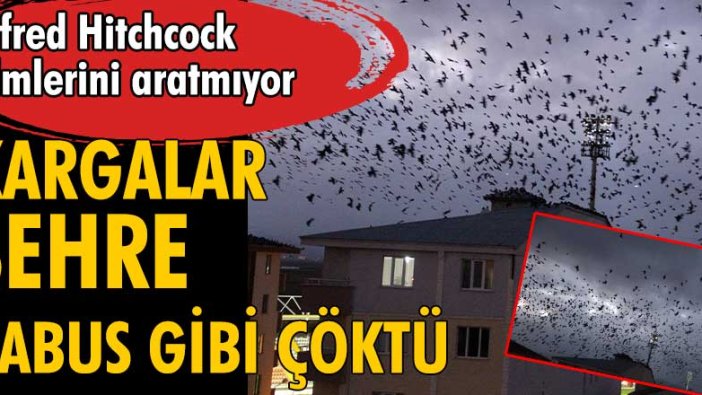 Ardahan'da karga istilası! Alfred hitchcock filmlerini aratmıyor