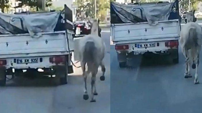 Kamyonetin arkasından Atı koşturan sürücüye ceza yağdı!